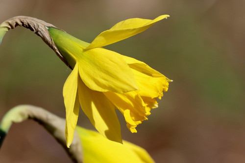 nennieinszweidrei daffodil 10160659 1280.jpg