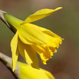 nennieinszweidrei daffodil 10160659 1280