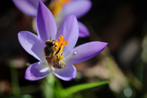 nennieinszweidrei crocus 10116640 1280.jpg