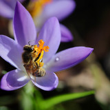 nennieinszweidrei crocus 10116640 1280