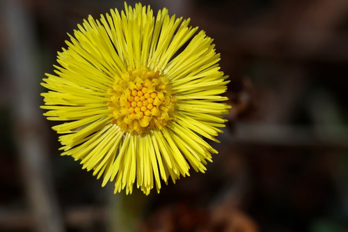nennieinszweidrei dandelion 10155611 1280.jpg