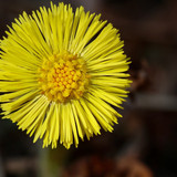 nennieinszweidrei dandelion 10155611 1280