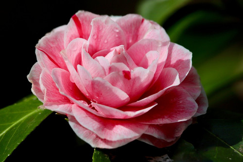 nennieinszweidrei flower 10143479 1280.jpg