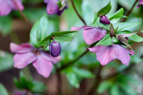 nennieinszweidrei hellebore 10149939 1280.jpg