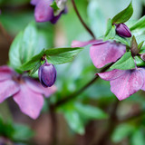 nennieinszweidrei hellebore 10149939 1280