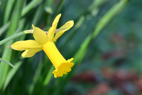 nennieinszweidrei daffodil 10167284 1280.jpg
