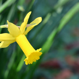 nennieinszweidrei daffodil 10167284 1280