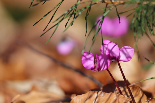 nennieinszweidrei cyclamen 10146397 1280.jpg