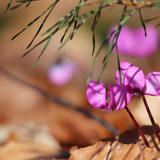 nennieinszweidrei cyclamen 10146397 1280