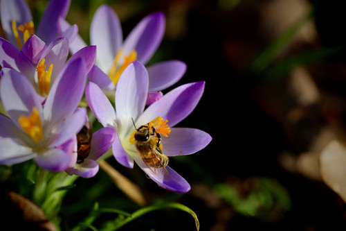 nennieinszweidrei crocus 10116641 1280.jpg