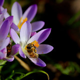 nennieinszweidrei crocus 10116641 1280