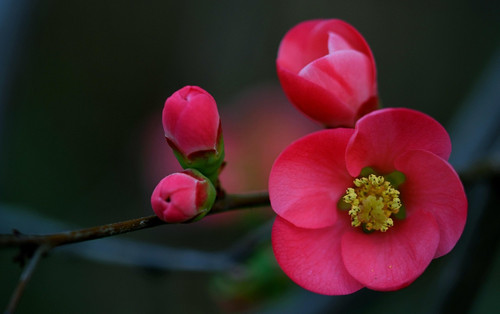 phydc flower 8573385 1280.jpg