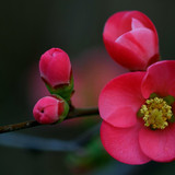 phydc flower 8573385 1280