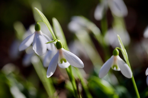 nennieinszweidrei snowdrops 10115370 1280.jpg