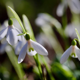 nennieinszweidrei snowdrops 10115370 1280