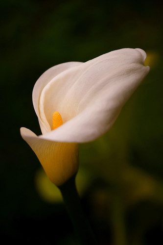 phydc calla 8654079 1280.jpg