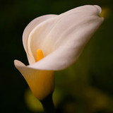 phydc calla 8654079 1280