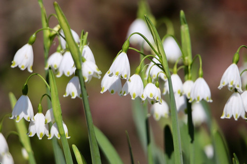 nennieinszweidrei spring flowers 10171180 1280.jpg