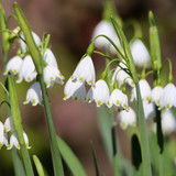 nennieinszweidrei spring flowers 10171180 1280