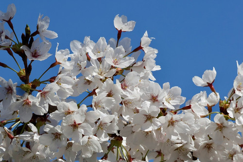 nennieinszweidrei prunus 10183414 1280.jpg