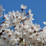 nennieinszweidrei prunus 10183414 1280