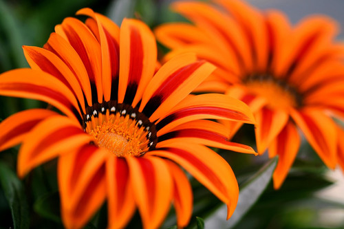 phydc african daisies 8654071 1280.jpg