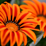 phydc african daisies 8654071 1280