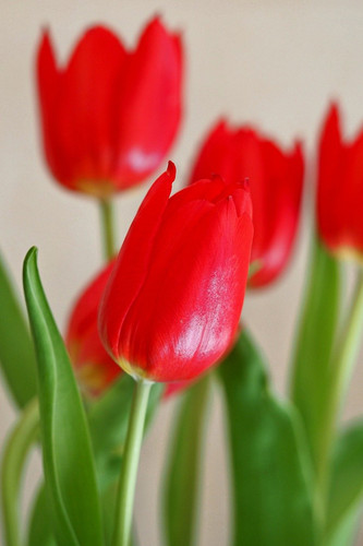 ralf1403 flower 10148942 1280.jpg