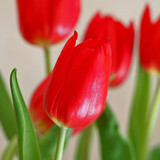 ralf1403 flower 10148942 1280