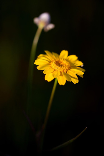 phydc daisy 8693471 1280.jpg