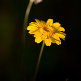 phydc daisy 8693471 1280