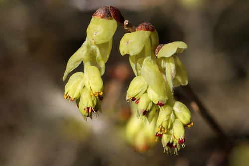 nennieinszweidrei yellow flowers 10161871 1280.jpg
