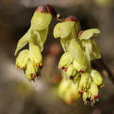 nennieinszweidrei yellow flowers 10161871 1280