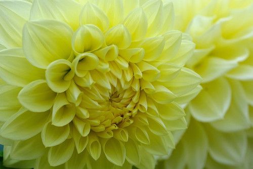 zenaga dahlia 10149529 1280.jpg
