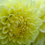 zenaga dahlia 10149529 1280