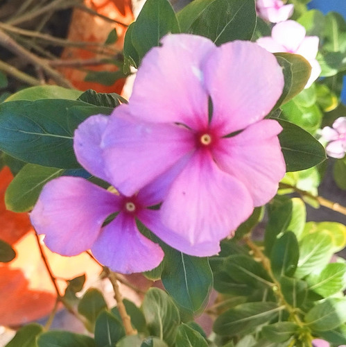 IMG 20260408 165110 HDR~3.jpg