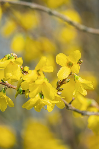 couleur forsythia 10161161 1280.jpg