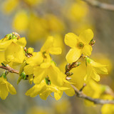 couleur forsythia 10161161 1280