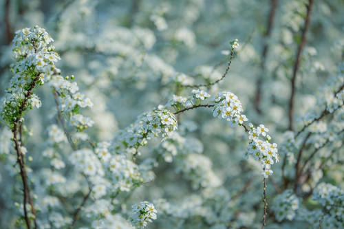 couleur white blossoms 10192451 1280.jpg