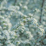 couleur white blossoms 10192451 1280