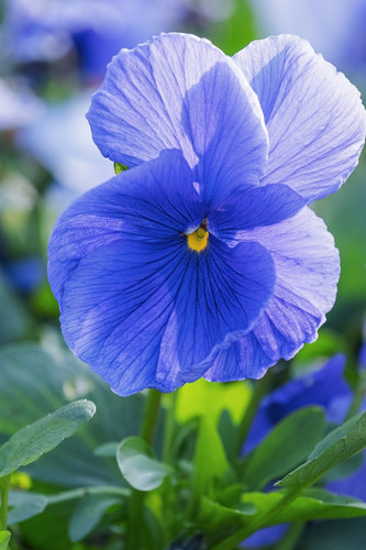 couleur flower 10189257 1280.jpg