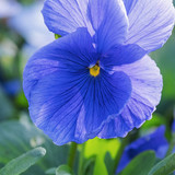 couleur flower 10189257 1280