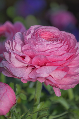 couleur ranunculus 10167426 1280.jpg