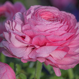 couleur ranunculus 10167426 1280