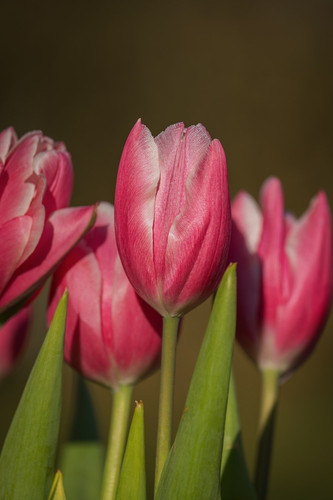 couleur tulips 10154496 1280.jpg