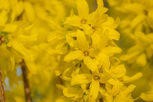 couleur forsythia 10176693 1280.jpg