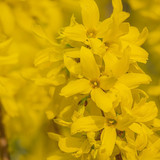 couleur forsythia 10176693 1280