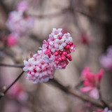 couleur viburnum 10115799 1280