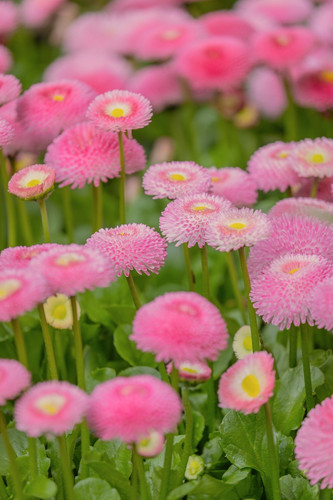 couleur daisies 10186711 1920.jpg