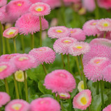 couleur daisies 10186711 1920